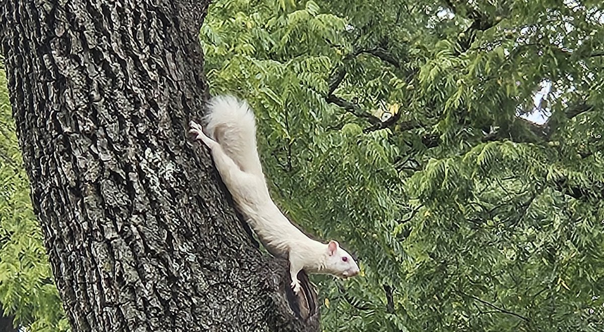 Olney's white squirrel count, from paper maps to mobile devices
