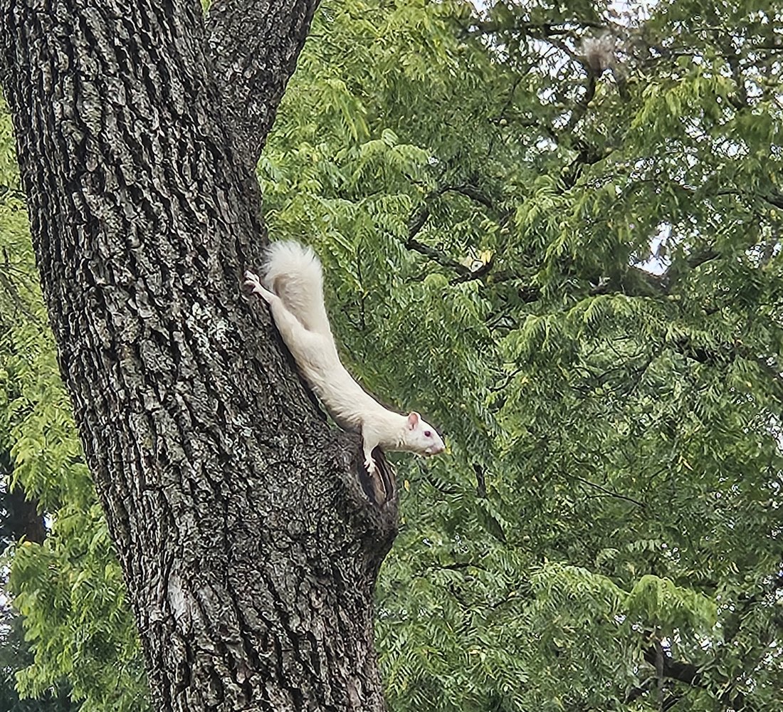 A white squirrel climbing down the trunk of a tall tree in Olney
